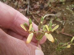 Pelargonium rapaceum