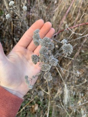 Pycnanthemum incanum