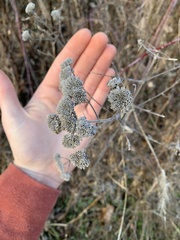 Pycnanthemum incanum