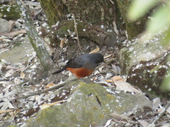 Thamnolaea cinnamomeiventris