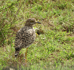 Burhinus capensis