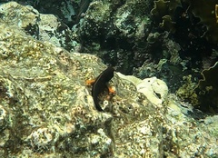 Ophioblennius macclurei