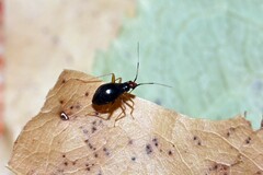 Orthonotus rufifrons