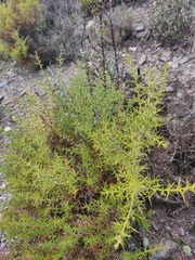 Ulex