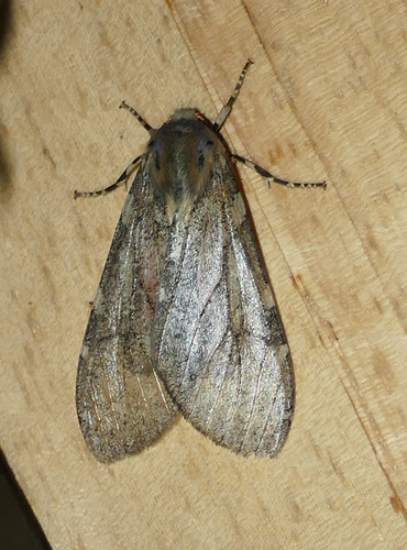Freckled Glassy-wing photo 4