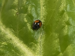 Diomus notescens