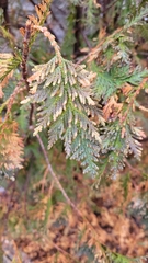 Thuja occidentalis