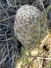 Coryphantha echinus