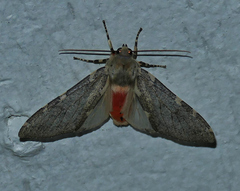 Pseudohemihyalea labecula