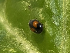 Diomus notescens