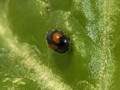 Diomus notescens