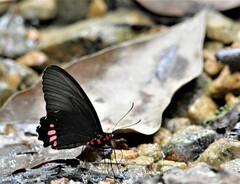 Parides erithalion