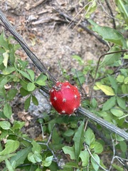 Peniocereus striatus
