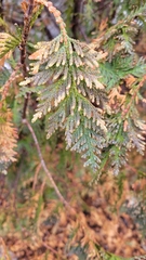 Thuja occidentalis