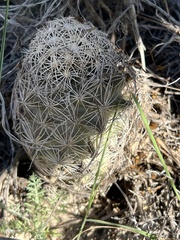 Coryphantha echinus