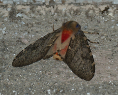 Pseudohemihyalea labecula