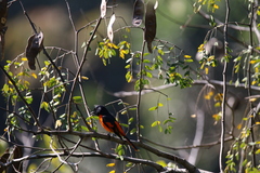 Pericrocotus flammeus