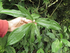 Anthurium pentaphyllum