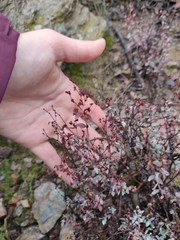 Paronychia suffruticosa