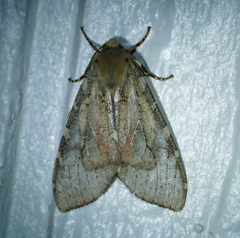 Pseudohemihyalea labecula