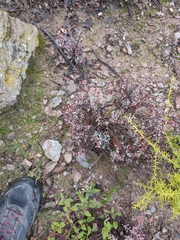 Paronychia suffruticosa