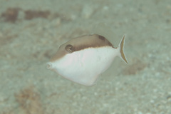 Sufflamen chrysopterum
