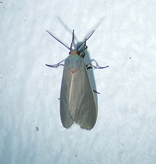 Pygarctia murina