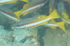 Lutjanus biguttatus