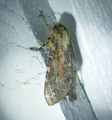 Pseudohemihyalea labecula