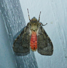 Pseudohemihyalea labecula