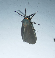 Pygarctia murina