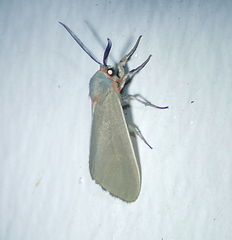 Pygarctia murina