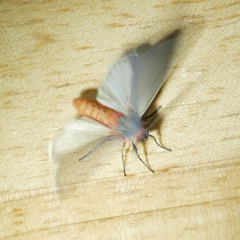 Pygarctia murina