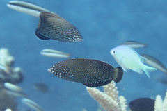 Anampses caeruleopunctatus