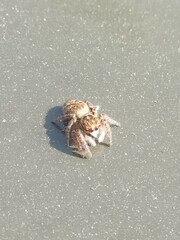 Carrhotus xanthogramma