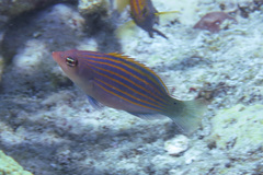 Pseudocheilinus hexataenia