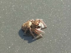 Carrhotus xanthogramma