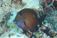 Ctenochaetus cyanocheilus