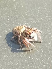 Carrhotus xanthogramma