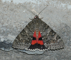Catocala californica