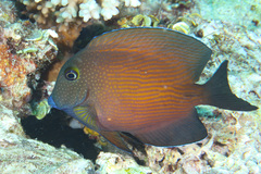 Ctenochaetus cyanocheilus