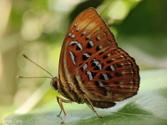 Taxila haquinus