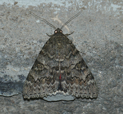 Catocala californica
