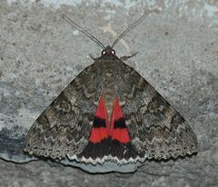 Catocala californica