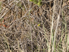 Aspalathus lebeckioides