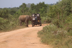 Elephas maximus maximus