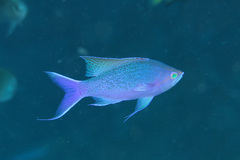 Mirolabrichthys pascalus