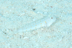 Valenciennea puellaris