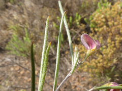 Aspalathus lebeckioides