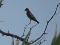 Stelgidopteryx ruficollis